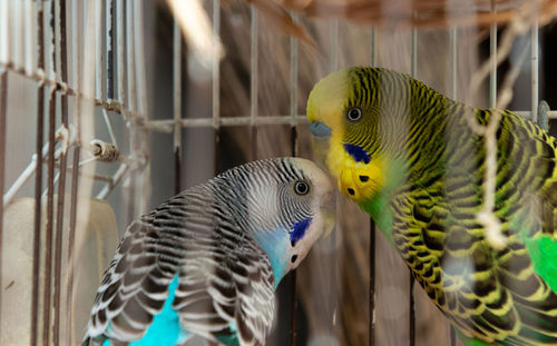 Close-up of parrot in cage