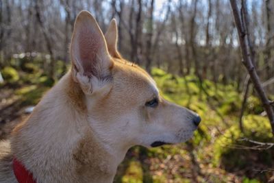 Close-up of dog looking away