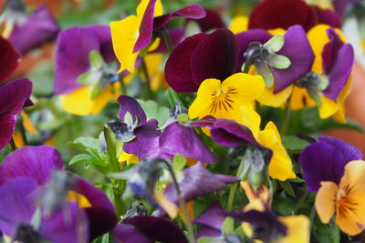 Close-up of purple flowers blooming outdoors