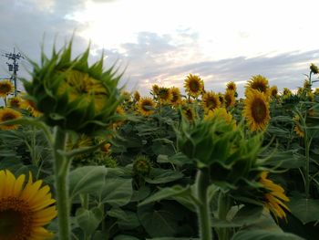 Close-up of sunflower on field against sky