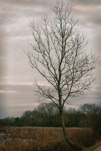 Bare tree on field against sky