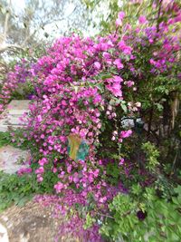 Close-up of pink flowers blooming on tree