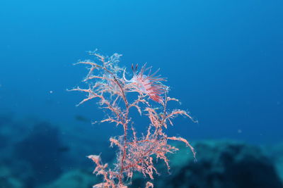 Close-up of jellyfish in sea