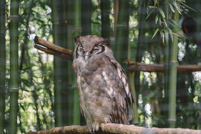 Close-up of owl perching on tree