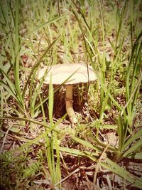 Plants growing in grass