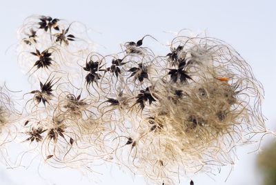 Close-up of wilted plant against white background with young spiders