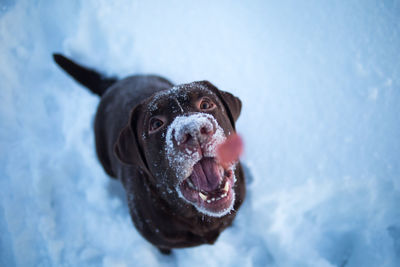 High angle view portrait of dog in snow