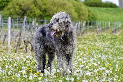 Irish wolfhound on field