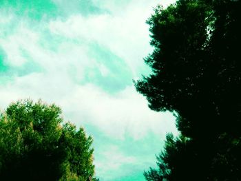 Low angle view of trees in forest against sky