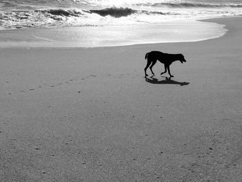 Dog walking at beach