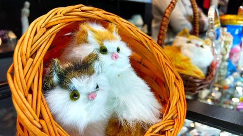 Portrait of cat in basket