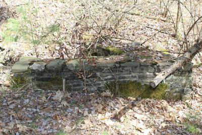 Plants growing on rocks