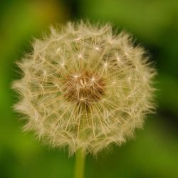 Close-up of dandelion flower