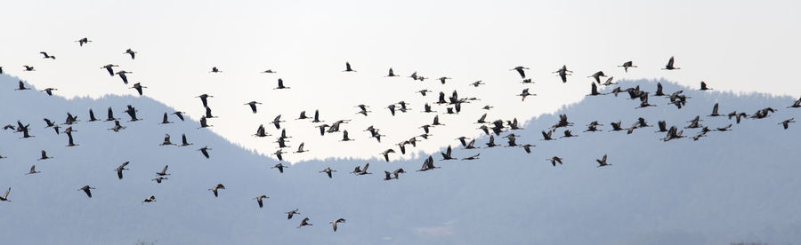 Low angle view of birds flying in sky