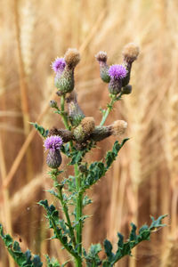 Close-up of purple thistle flowering plant on field