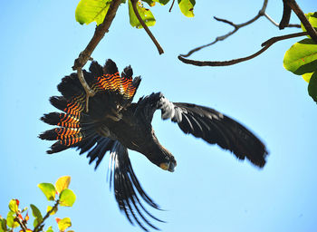 Low angle view of bird flying against sky