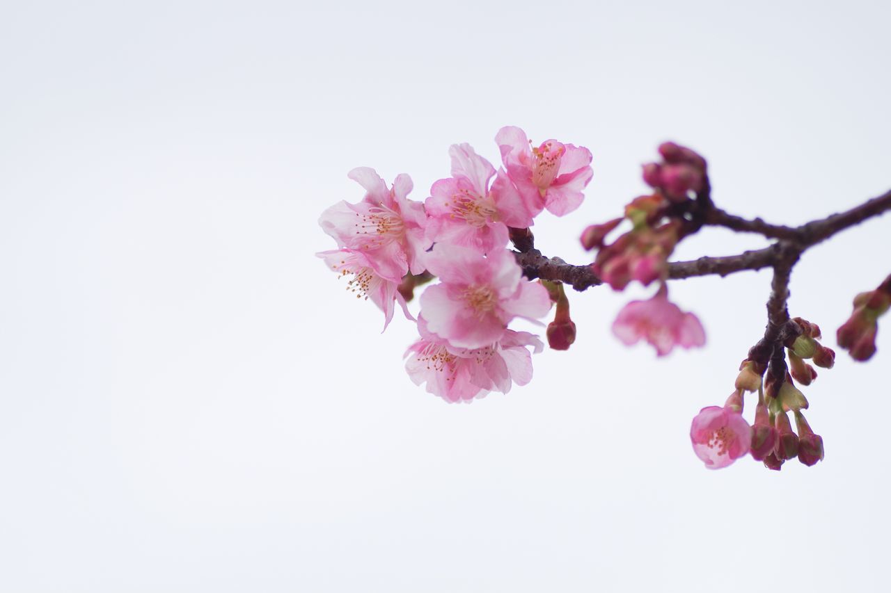 flower, growth, nature, fragility, freshness, pink color, beauty in nature, springtime, close-up, low angle view, clear sky, no people, branch, flower head, white background, tree, plum blossom, sky, outdoors, day