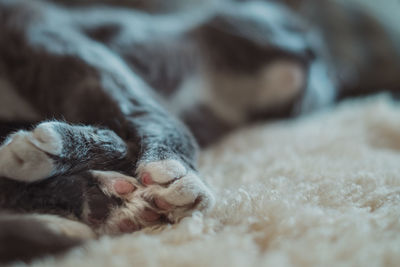 Close-up of cat sleeping