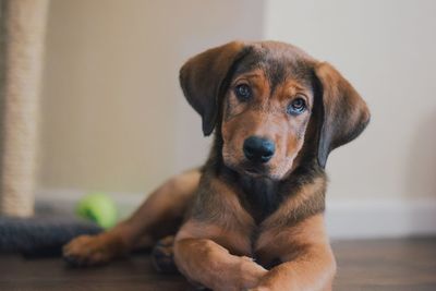 Floppy ear brown puppy with widow's peak lying on floor looking straight on at camera