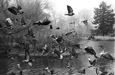 Flock of birds flying over lake