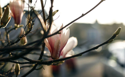 Close-up of flowering plant