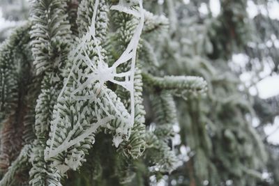 Close-up of snow covered pine tree