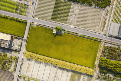 High angle view of plants in lawn