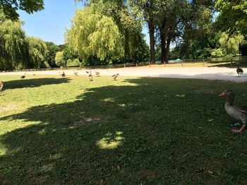 View of birds in park