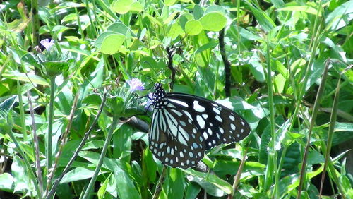 Close-up of butterfly perching on plant