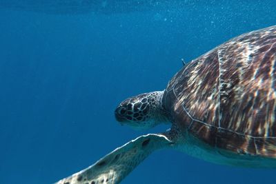 View of turtle swimming in sea