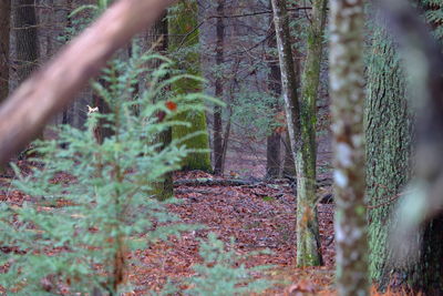 Plants growing in forest