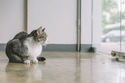 Close-up of cat sitting on floor