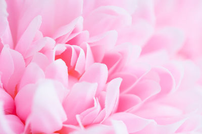 Full frame shot of pink flower