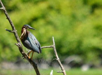 Close-up of bird perching on branch