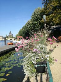 Pink flowering plants in lake