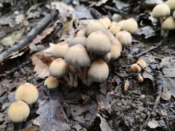 Close-up of mushrooms growing on land