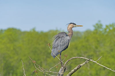 Disheveled great blue heron perching on a tree in cuyahoga valley national park in ohio