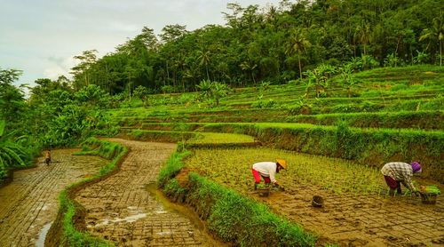 People working on agricultural field