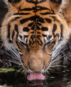 Close-up of tiger