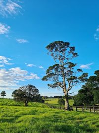 Trees on field against blue sky