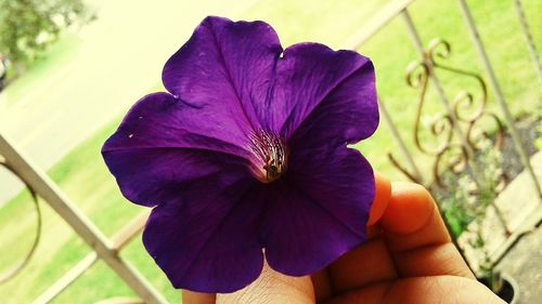 Close-up of hand holding purple flower
