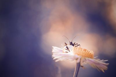 Close-up of insect on flower