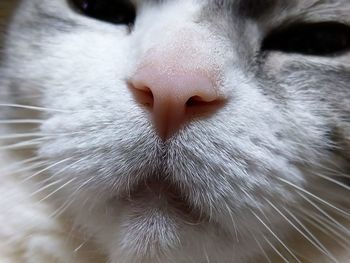Close-up of cat