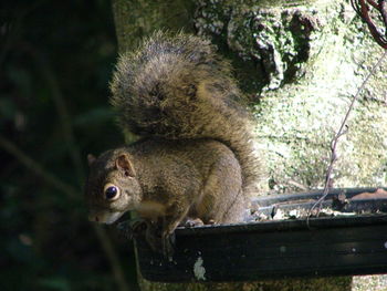 Close-up of squirrel