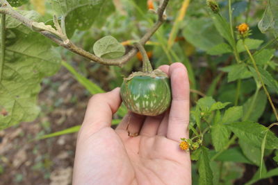 Close-up of hand holding fruit