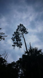 Low angle view of trees against cloudy sky