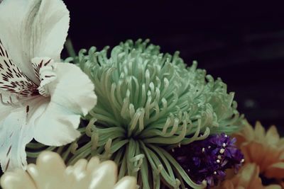 Close-up of fresh white roses