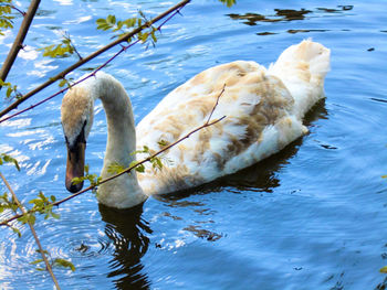 Duck swimming in a lake