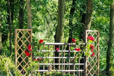 View of red roses in forest