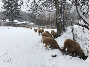 Sheep grazing on snowy field during winter